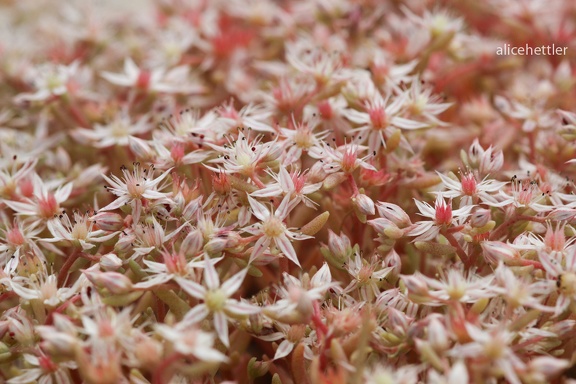 Rötliche Fetthenne (Sedum rubens)